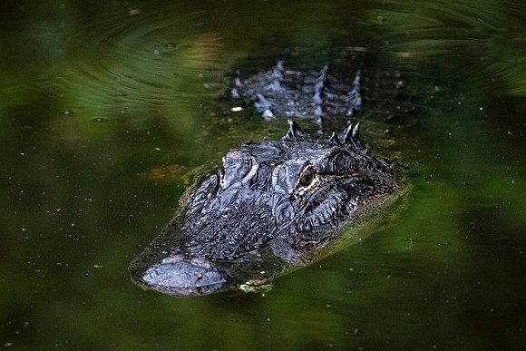 Alligator