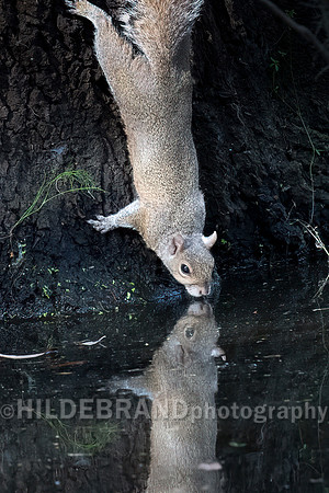 Squirel Drinking