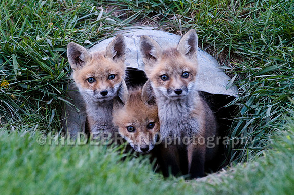 Fox Kits