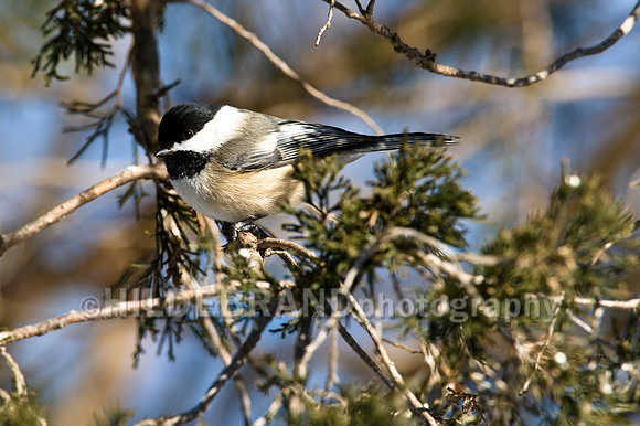Black-Capped Chickadee