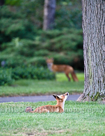 Neighborhood Red Fox