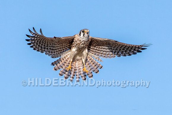 American Kestrel