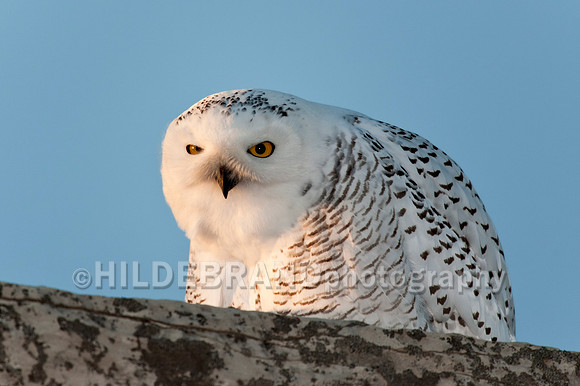 Snowy Owl