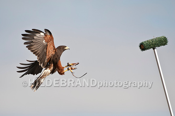Coming in for a landing