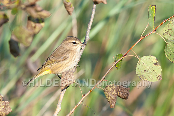 Palm Warbler