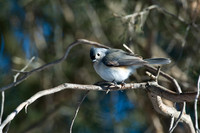 Tufted Titmouse