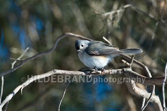Tufted Titmouse