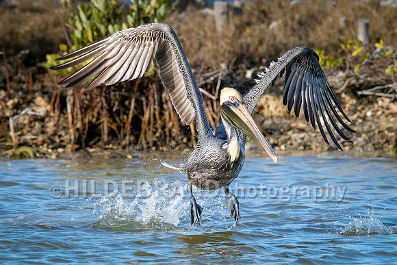 Brown Pelican