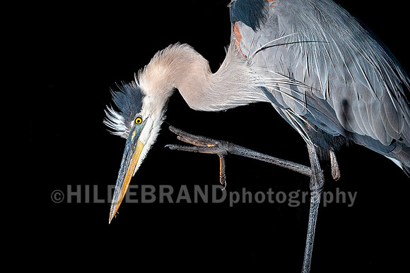 Great Blue Heron Preening