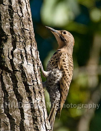 Northern Flicker - Yellow Shafted