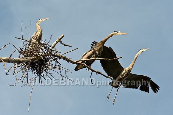 Nesting Great Blue Heron's