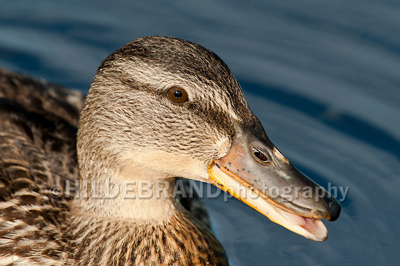 Mallard