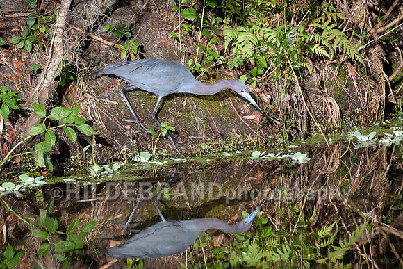 Little Blue Heron