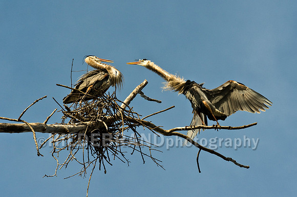 Nesting Great Blue Heron's