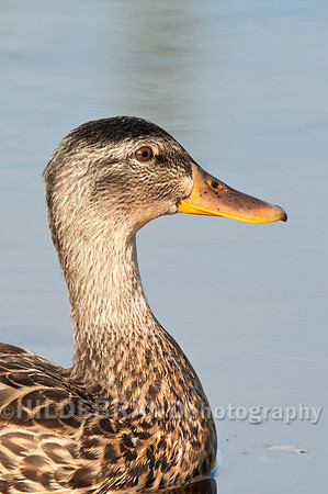 Mallard