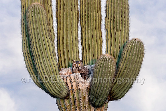 Great Horned Owl