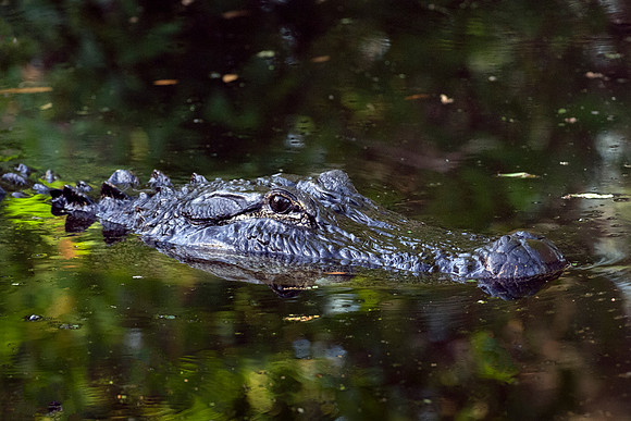 Alligator