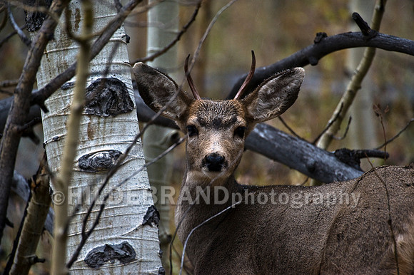 Young Buck