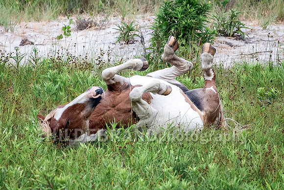 Chincoteague Pony