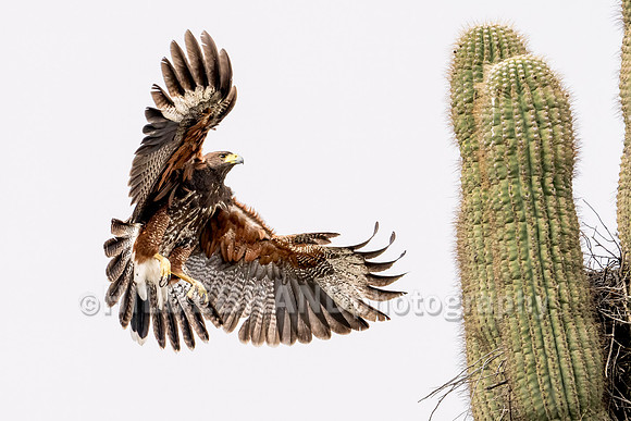 Harris's Hawk
