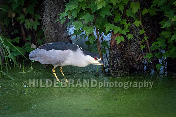 Black-crowned Night-Heron