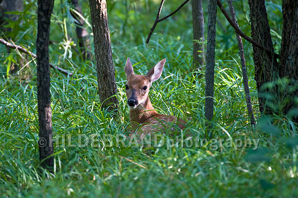 Whitetail Deer Fawn