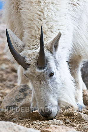 Mountain Goat