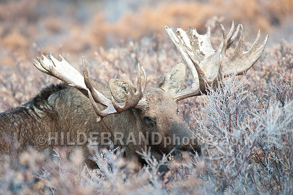 Moose
