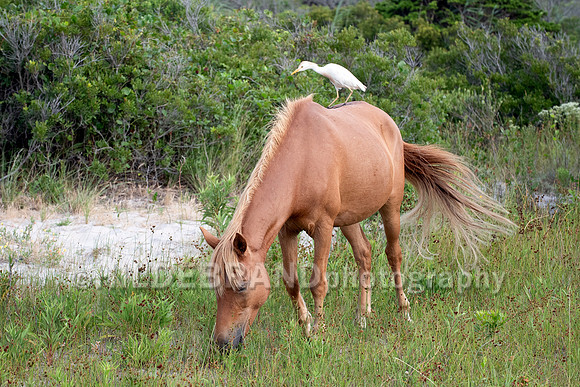 Chincoteague Pony