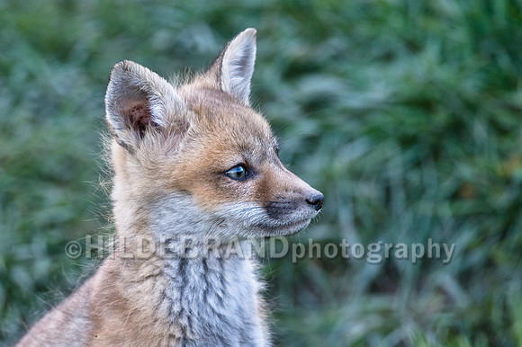 Fox Kits