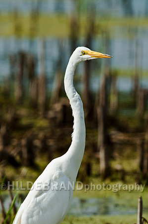 Great Egret