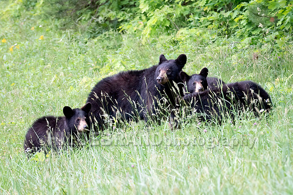 Black Bear