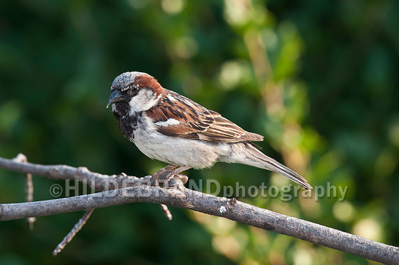 House Sparrow