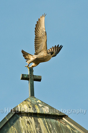 St. Michael's Peregrine