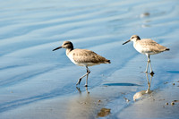 Willet