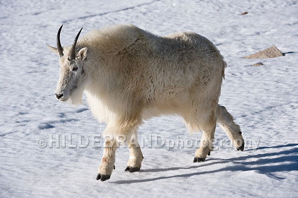 Mountain Goat