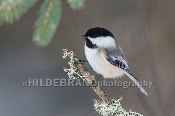 Black-capped Chickadee