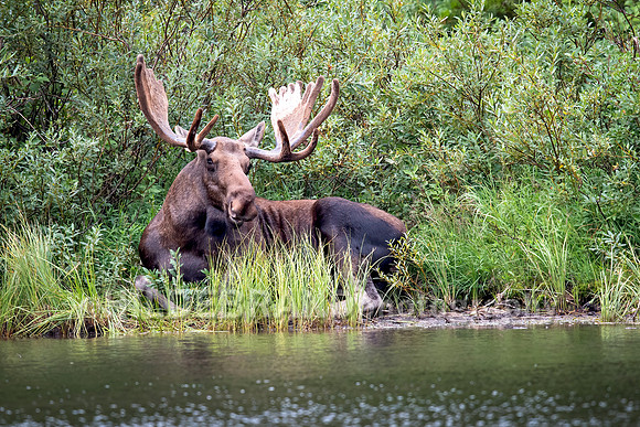 Resting at the water's edge
