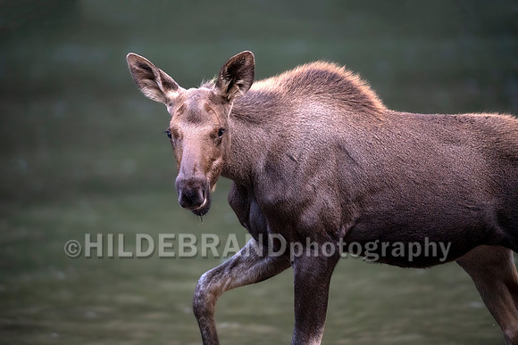 Watchful young moose