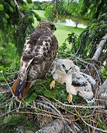 Parent and Chicks