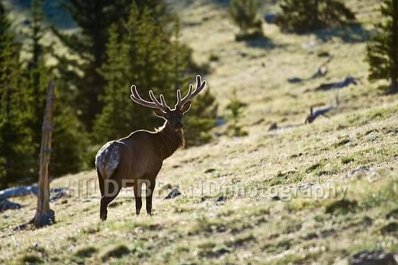 Springtime Elk