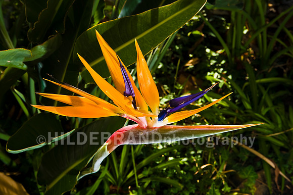 Bird-of-paradise