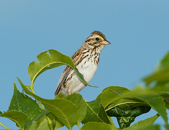 Savannah Sparrow"