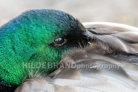 Mallard Duck