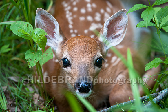 Fawn