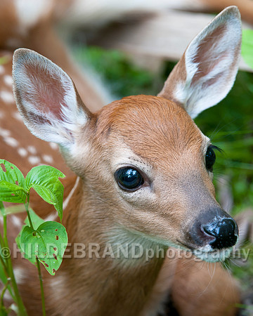 Fawn