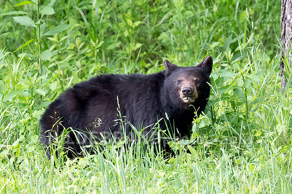 Black Bear