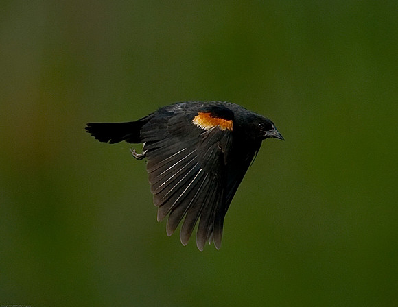 Red-Winged Blackbird