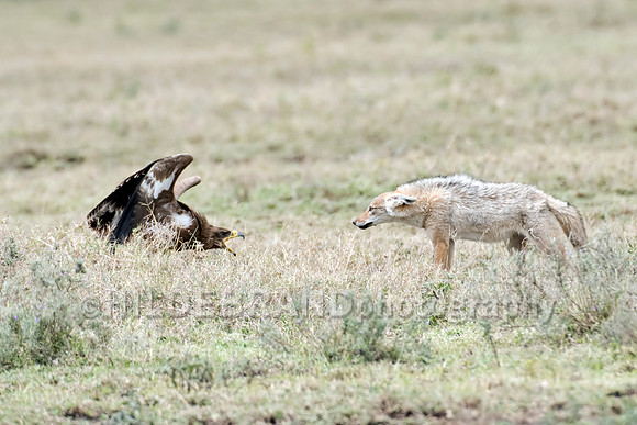 The stand-off