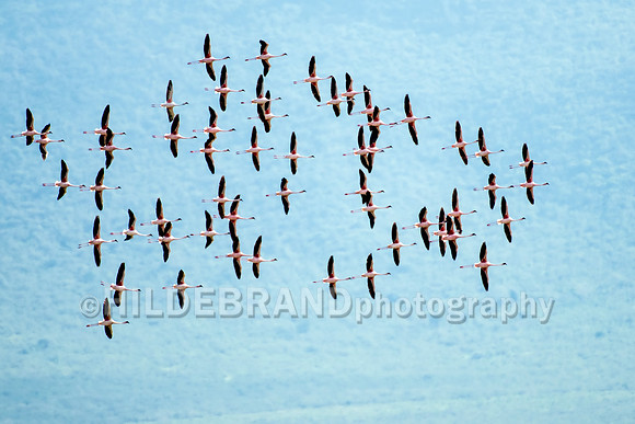 Flamingo flight